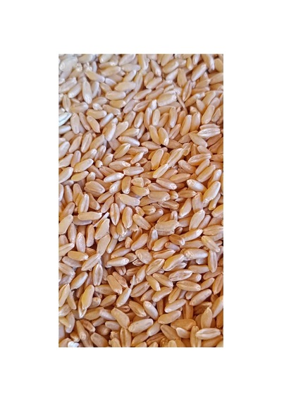 İşlenmemiş Buğday 1 Kg Topraktan Halka