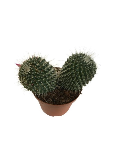 Mammillaria Spinosissima - Büyük Boy 14lük Saksıda Ürün