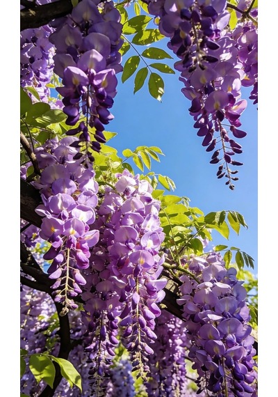 Mor Salkım 'wisteria Sinensis' / 100-120 Cm Sarılıcı Çiçekli Bitki