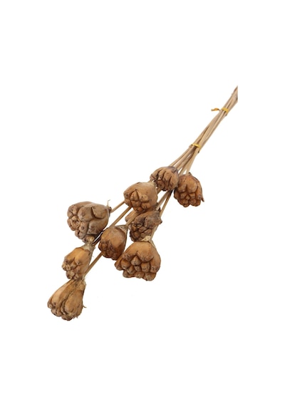 Yapay Çiçek Deposu 10lu Tropik Jack Seed Kuru Çiçek Naturel