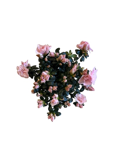 Rhododendron Indicum 'pinkish' Açelya Çiçeği