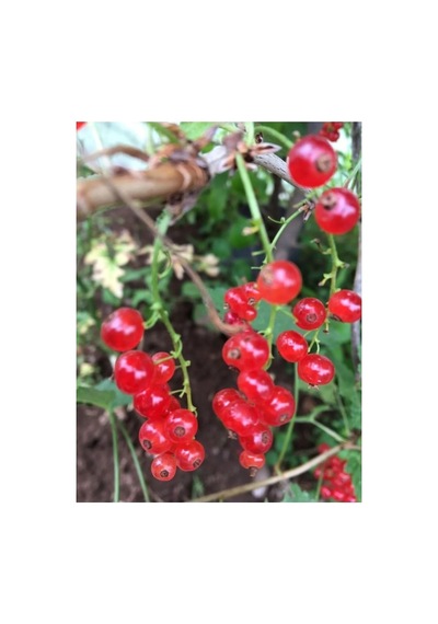 Frenk Üzümü Fidanı 10-20 Cm