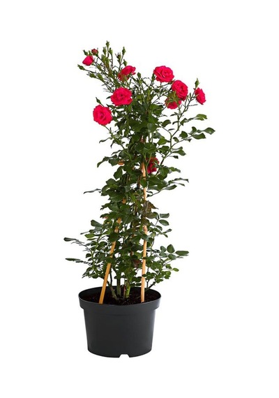 Sarmaşık Gül Fidanı Formlu 1 Adet Saksılı/tüplü 50-80cm