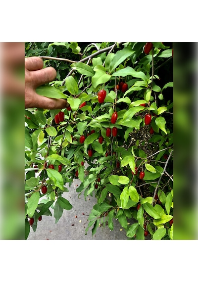 Japon Kirazı Big Goumi 50 -75cm Özel Ürün