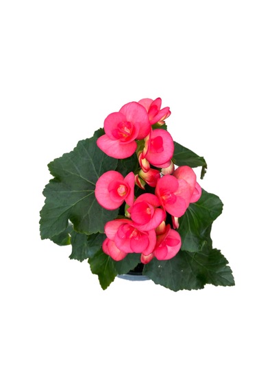 Begonia Elatior 'pink' Katmerli Begonya