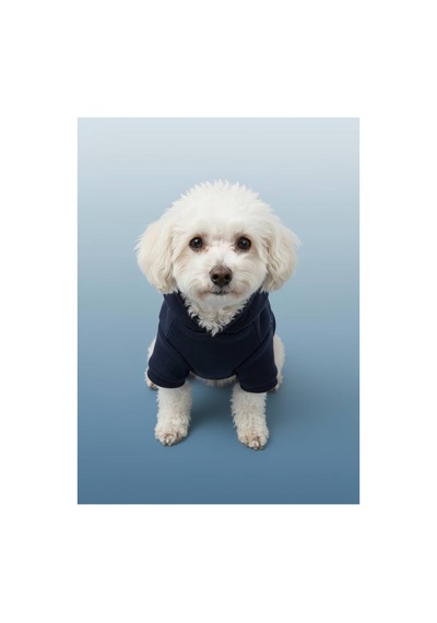 Kapüşonlu Kedi Köpek Kıyafeti Sweatshirt Hoodie Evcil Hayvan Giysisi