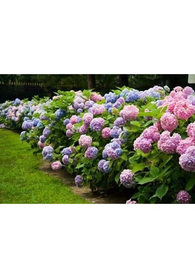 Ortanca Çiçeği Fidanı Tüplü Karışık Renkli Cinsi [hydrangea Macro