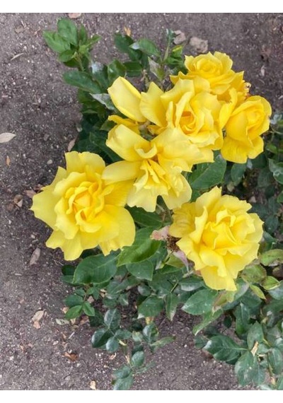 Videolu Yediveren Gül Kayısı Rengi Turuncu Sarı Pembe Kırmızı 50 70cm 6adet Saksılı Aşılı Gül Roses