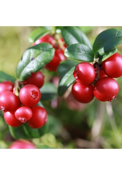 Cranberry Tohumu Turna Yemişi Tohumu Ekim Seti 5 Adet Tohum + Toprak + Saksı