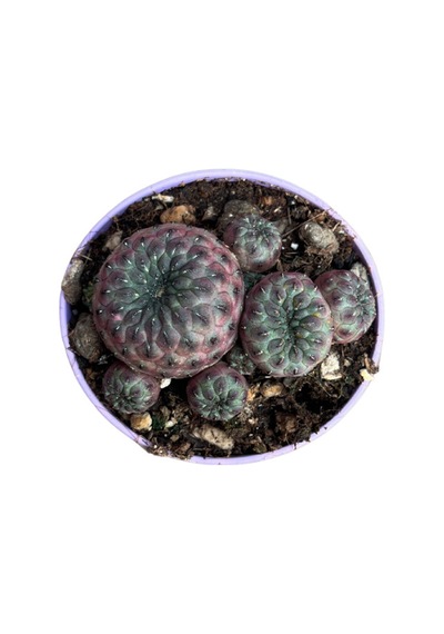 Sulcorebutia Rauschii 'violacidermis' Kaktüs