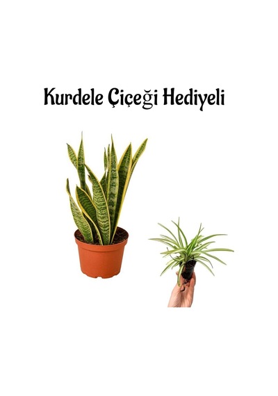 Harika Görünümlü Sarı Renkli Paşa Kılıcı Bitkisi Sevgililer Gününe Özel Kurdele Çiçeği Hediyeli
