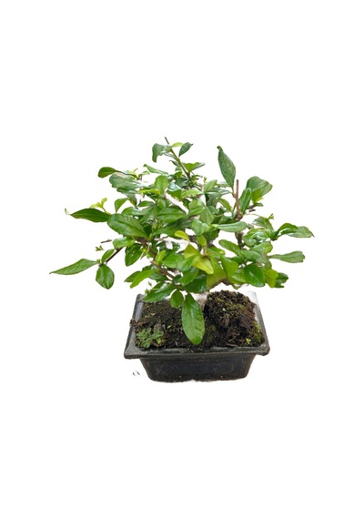 Bonsai - Carmona Ø12 Cm Y25-30 Cm