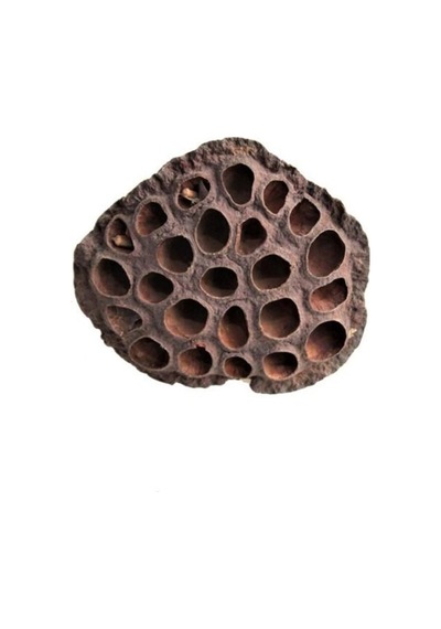 Rüzgar Çiçekçilik Succulent Gerçek Lotus Çiçeği Kahverengi