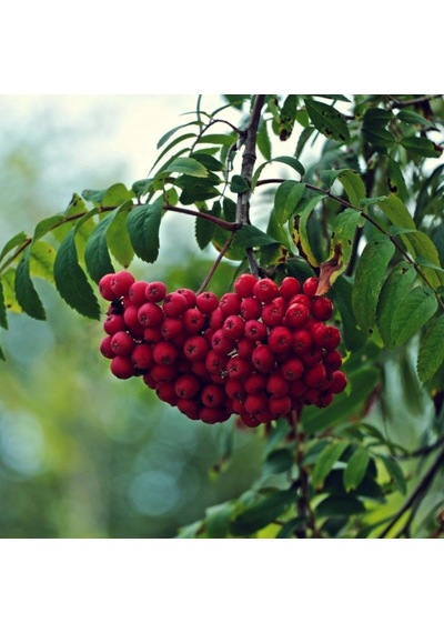 Tüplü Kuş Üvezi sorbus Aucuparia L. Fidanı