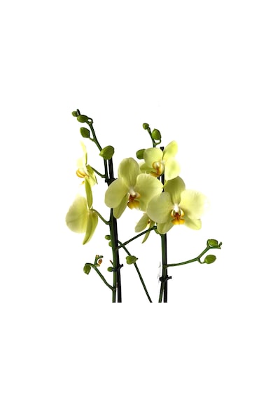 Phalaenopsis 'Alassio' (Sarı Orkide) Ø12 cm 70-80 CM