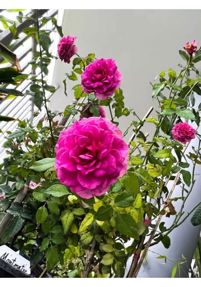 Yediveren Eflatun Gül Fidanı 50 80 Cm Saksılı Aşılı Gül LRose