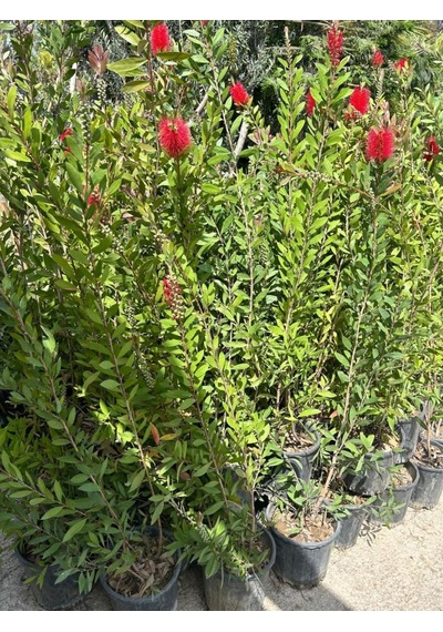 Fırça Çalısı Çiçeği Callistemon Laevis 30-60 Cm