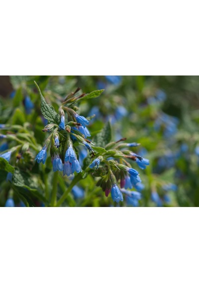Karakafes Otu Symphytum Officinale 10 Adet