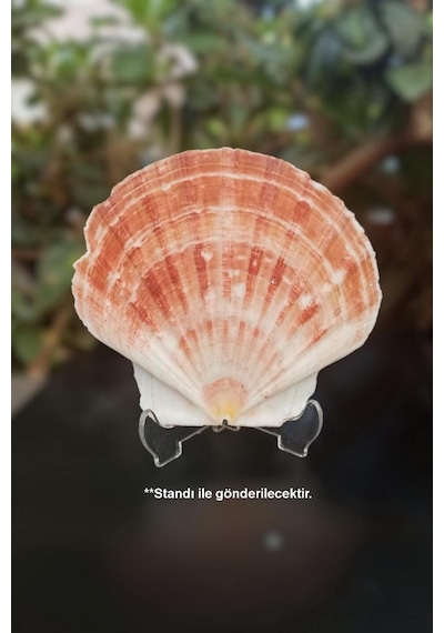 Scallop Shell Deniz Kabuğu Büyük Boy 6-ss