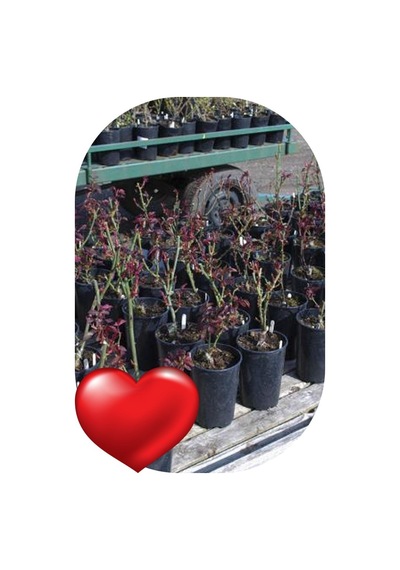 Gül Fidanı Bayrak Kırmızı Kokulu Yediveren Sarmaşık 10-20 Cm