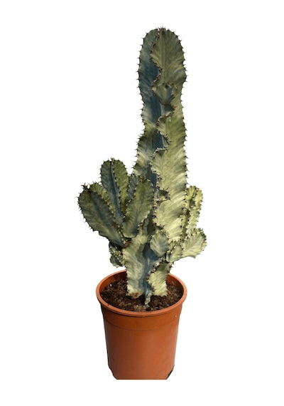 Euphorbia Ingens Variegata Marmorata Kaktüsü