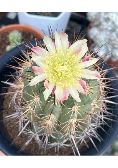 10 Adet Copiapoa Grandiflora Kaktüs Tohumu