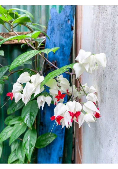 Büyüleyici Beyaz Kızılay Çiçeği Fidanı 30 40 Cm 1 Adet Saksılı Clerodendrum