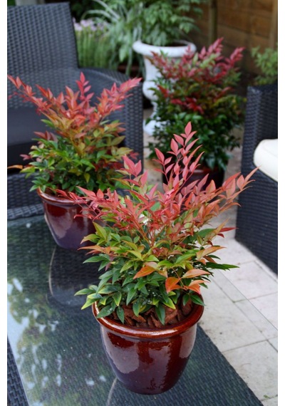 Bahçevilya 2 Yaşında Tüplü Nandina Cennet Bambusu Fidanı