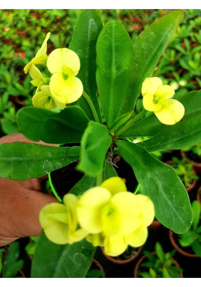 Videolu Sarı Çiçekli Milli Dikenler Tacı 10 45 Cm Saksılı Canlı Kaktüs Euphorbia