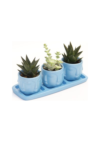 TRİO MAVİ ADLER SUKULENT SETİ - Haworthia Limifolia, Crassula Per