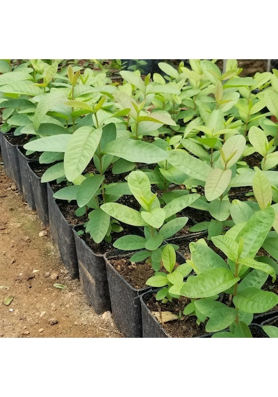 Bodur Pembe Guava Fidanı. Saksıda