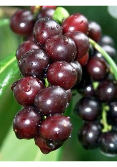 Karayemiş Fidanı 2 Yaş Prunus Laurocerasus Meyve Veren Dayanı