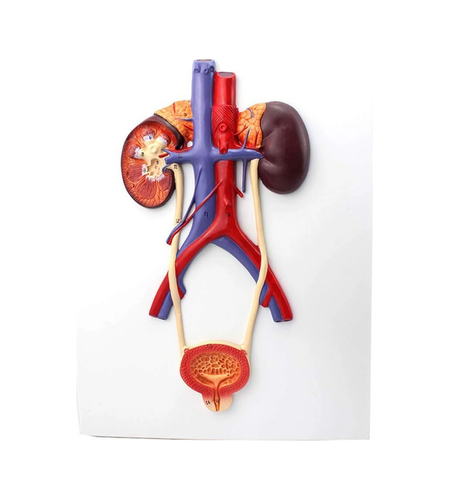 Üriner Sistem Modeli Üreteral Üretra Modeli Böbrek Anatomisi Modeli Eğitim İçin