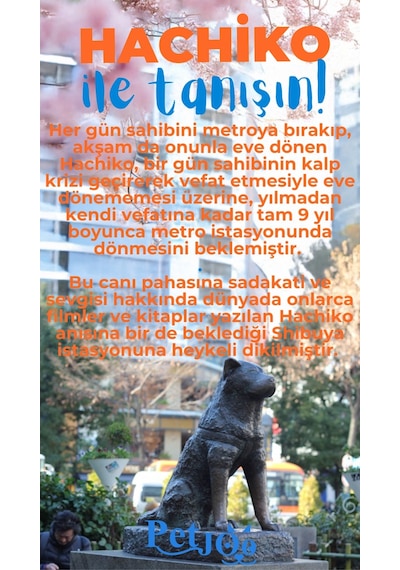 Petjoo 19.Hachiko Mavi-Turuncu Qr'lı Köpek Künyesi