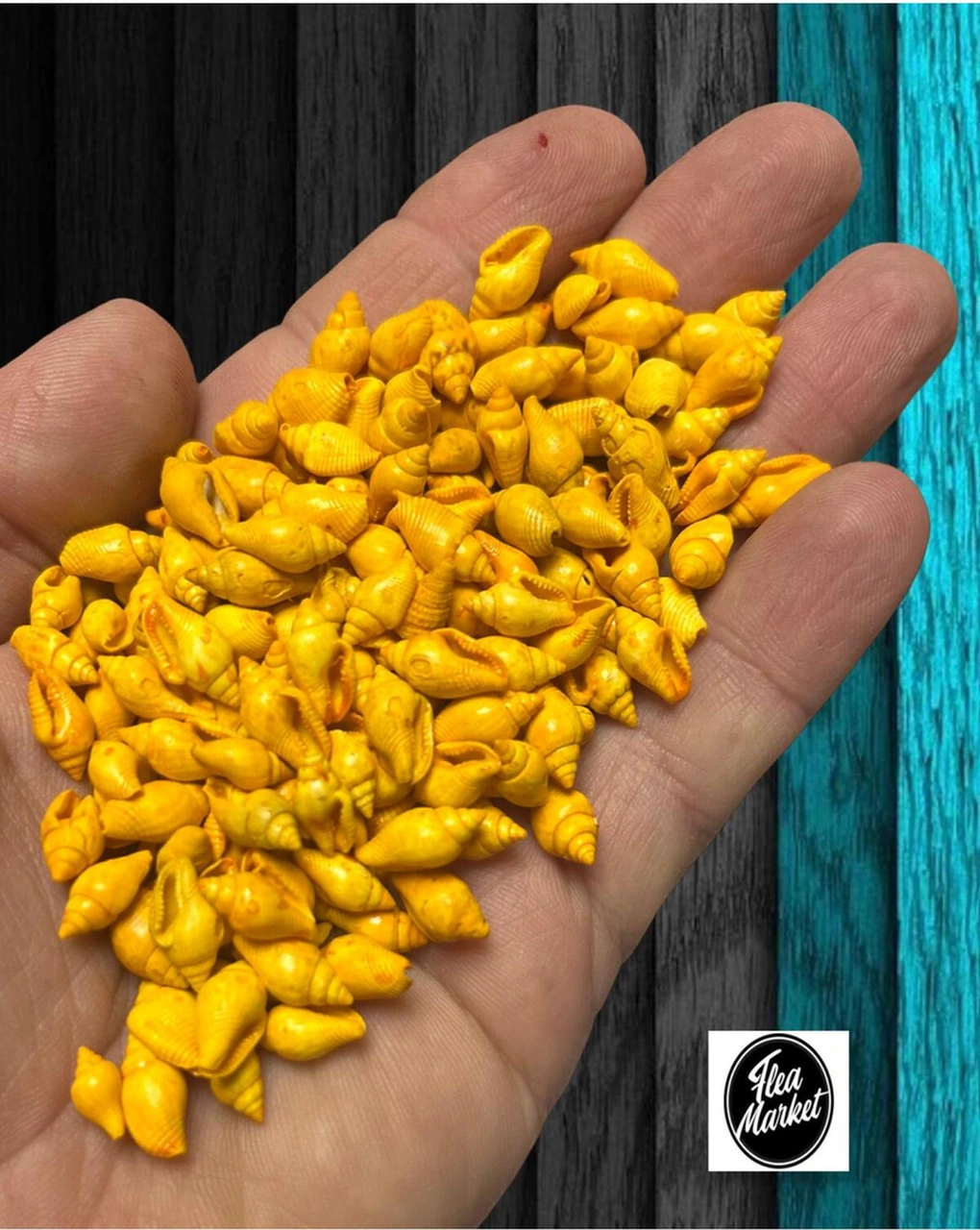 Gerçek Deniz Kabuğu - Nassa Shell - 100 Adet - Orange