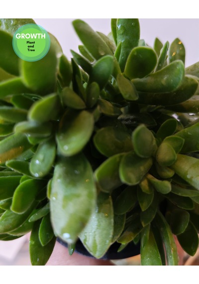 Crassula Money Maker 1 Adet