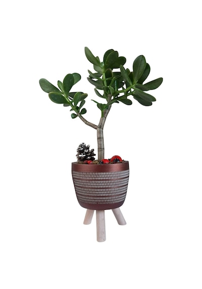 Sukulent Crassula Ovata | Ayaklı Bakır Renk Saksıda