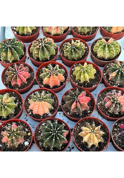 5.5 Lik Saksıda Gymno Gymnocalycium M.variegata Kaktüsü Black Pearl