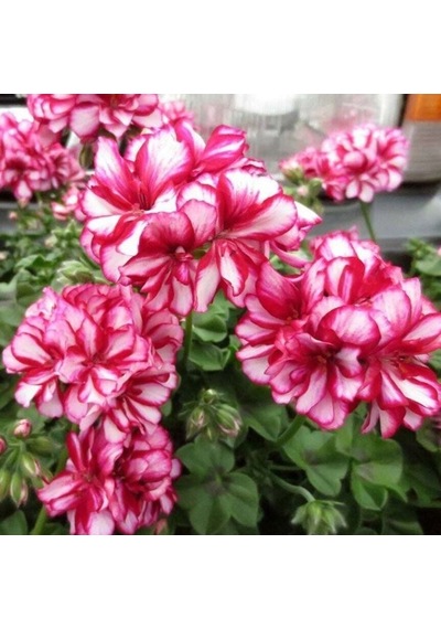 Ender Bitki Katmerli Sarkan Grandeur İvy Arctic Rose Sakız Sardunya Fidesi 1 Fide