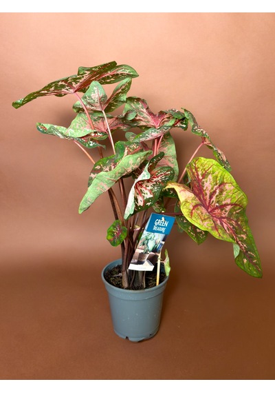 Caladium Caladium Bicolor 63 Cm Yeşil Pembe Yapraklı Form