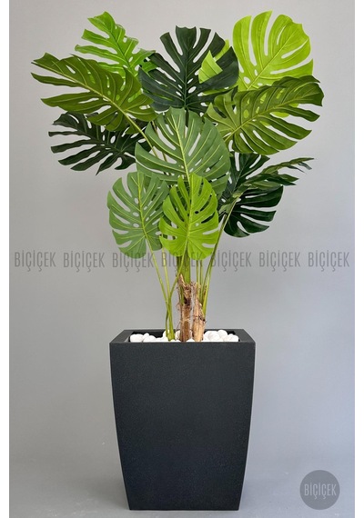 Yapay Monstera Ağacı Deve Tabani 180 Cm Antresi T Kemer Saksıda Antresit