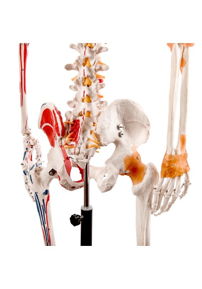 Esnek İnsan İskeleti Modeli, Kasları Ve Ligamentleri Gösteren, Numaralandırılmış, 180 Cm - İskelet Maketi 01