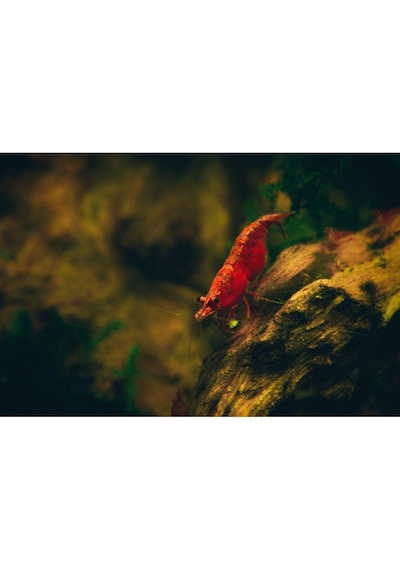 Kiraz Karides 10 Adet 1-1,2 Cm