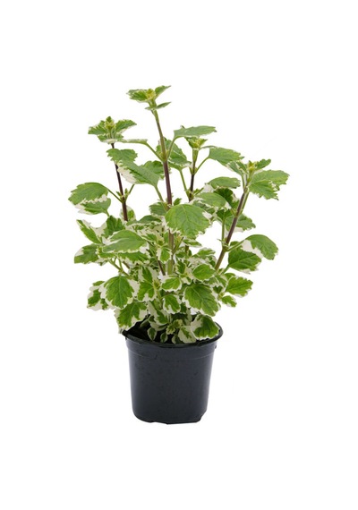 Plectranthus Forsteri Kokulu Uzayan Tür Benjamin Çiçeği Saksılı