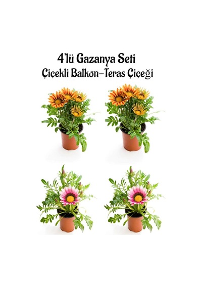 Turuncu Sarı Gazanya 2 Adet+pembe Beyaz Gazanya 2 Adet Saksılı10-20cm Balkon Bitkisi