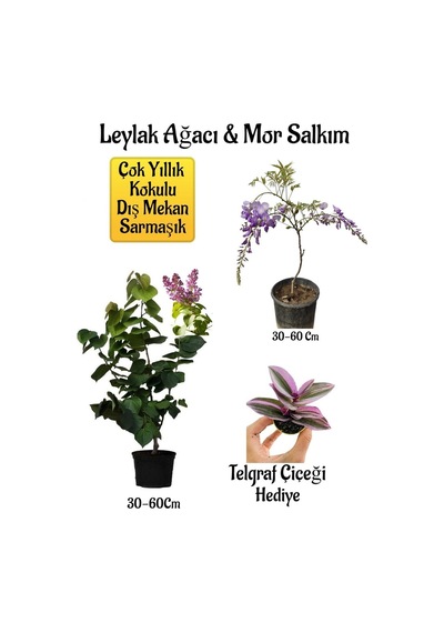 Yoğun Kokulu Leylak Ağacı Fidanı+mor Salkım Ağacı Fidanı Telgraf Çiçeği Peyzaj Seti