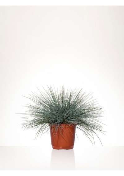 Videolu Mavi Osmanlı Çimi Fidanı 3 Adet Saksılı 20-40 Cm Bahçe Bitkisi Festuca Glauca