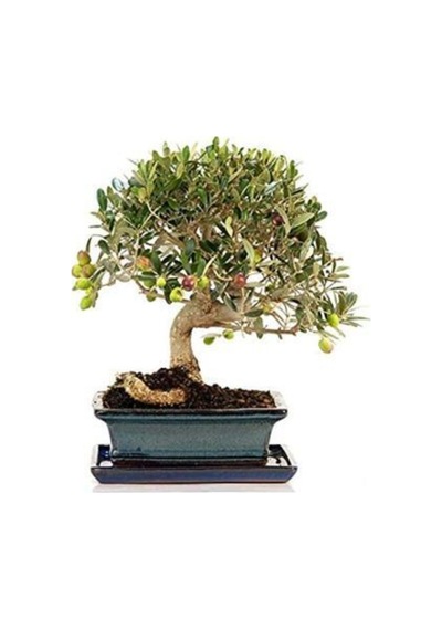 Ithal Zeytin Bonzai Ağacı Tohumu Ekim Seti