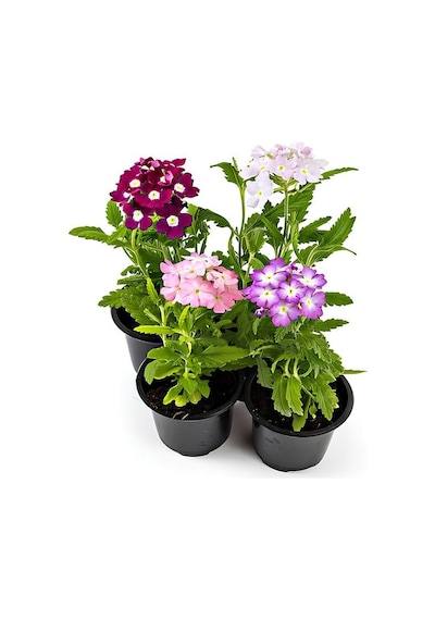 Karışık Renk 4 Adet Mine Çiçeği Pembe-beyaz-mor-fuşya Renk 10-20cm