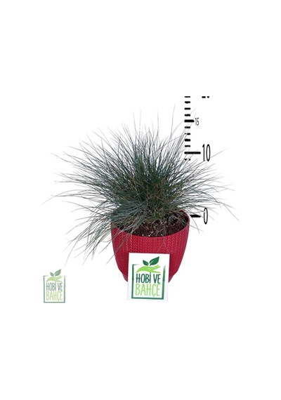 Thebestonline Mavi Çim Festuca Glauca , Saksıda